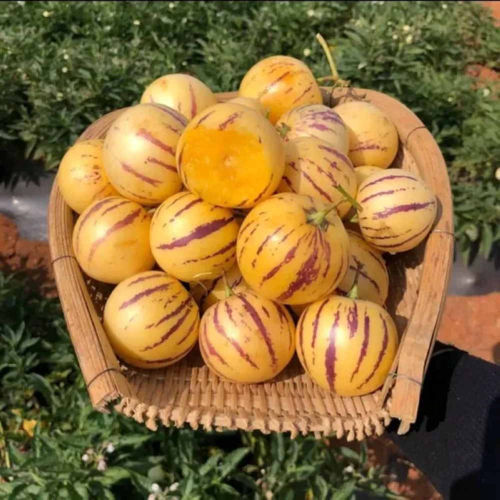 Quả sâm sữa
